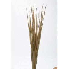 SABLE GRASS 36-40" Natural